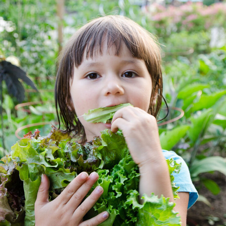 Young mixed race girl eating green lettuce from  home garden